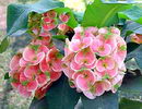 Euphorbia Milii
